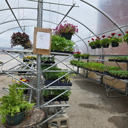 Garden supplies and live plants inside of a greenhouse outside of of Salem Lumber and Feed.