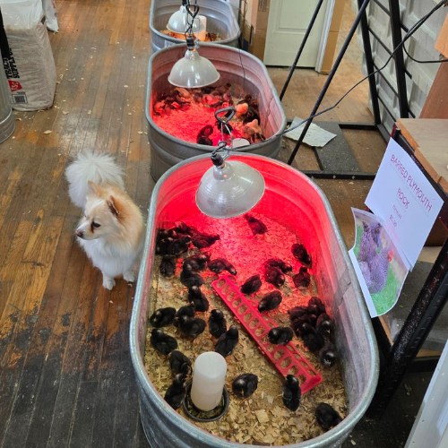 Chicks underneath a heat lamp inside of Salem Lumber and Feed.